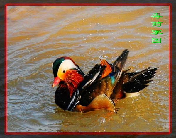 Ƭ 039.jpg