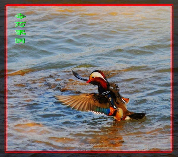 Ƭ 072.jpg