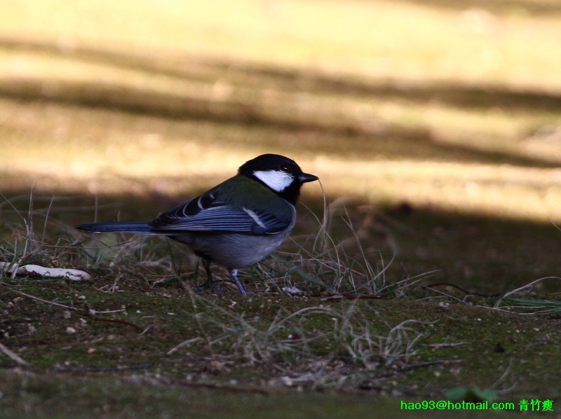 IMG_4477--.jpg