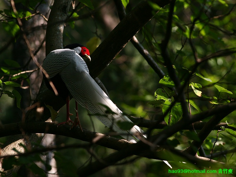 IMG_8866--------.jpg