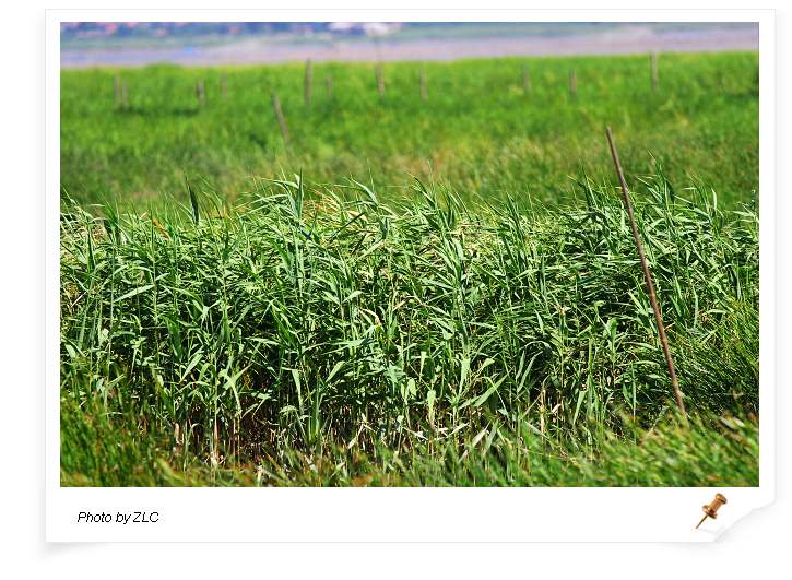 ��������̲