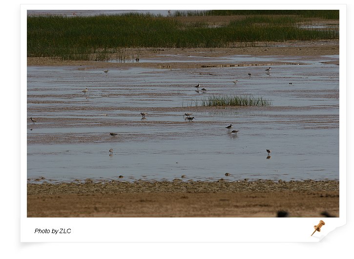 ��������̲