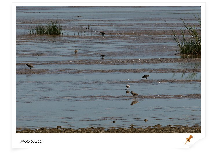 ��������̲