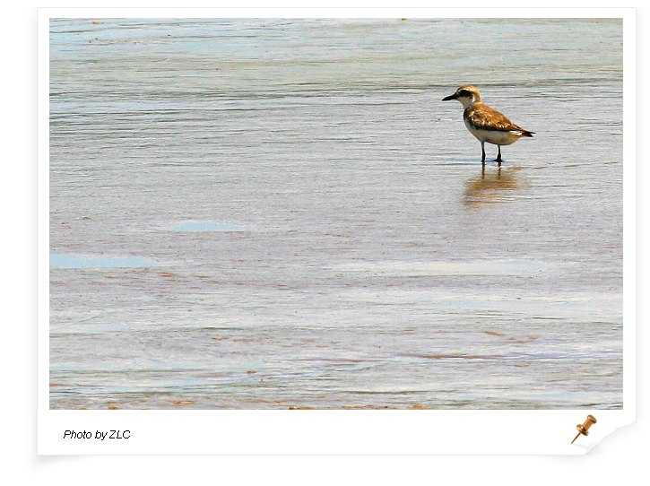 ��������̲