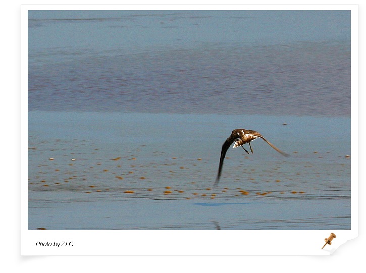 ��������̲