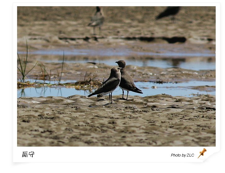 ��������̲