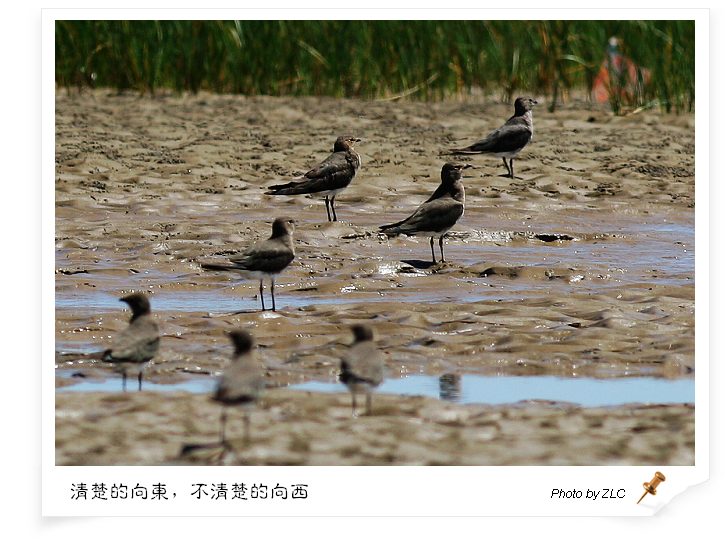 ��������̲