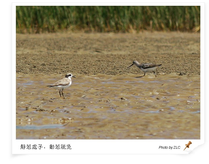 ��������̲