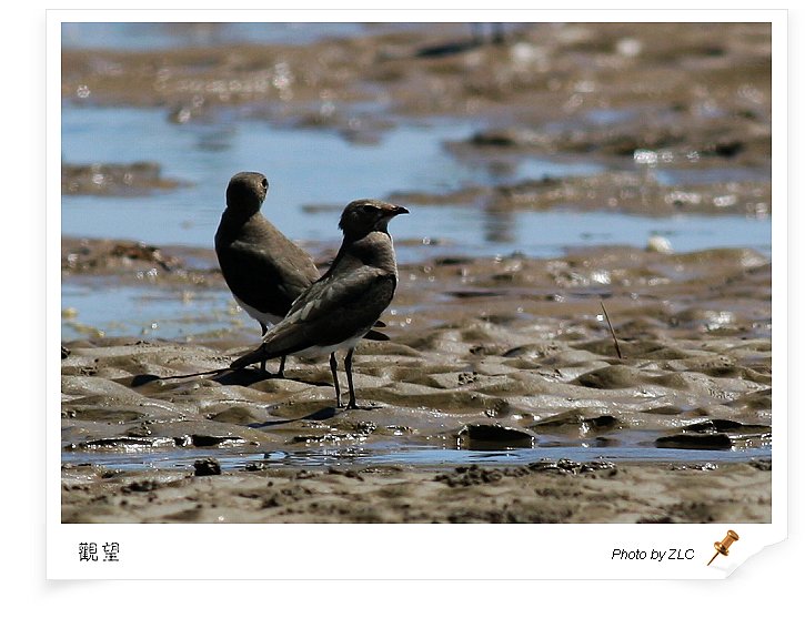 ��������̲