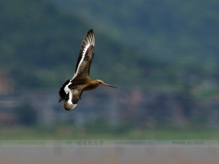 ��������̲