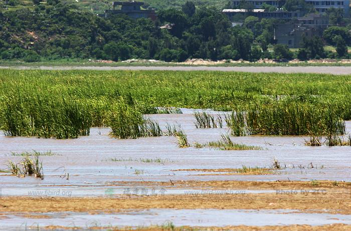 ��������̲