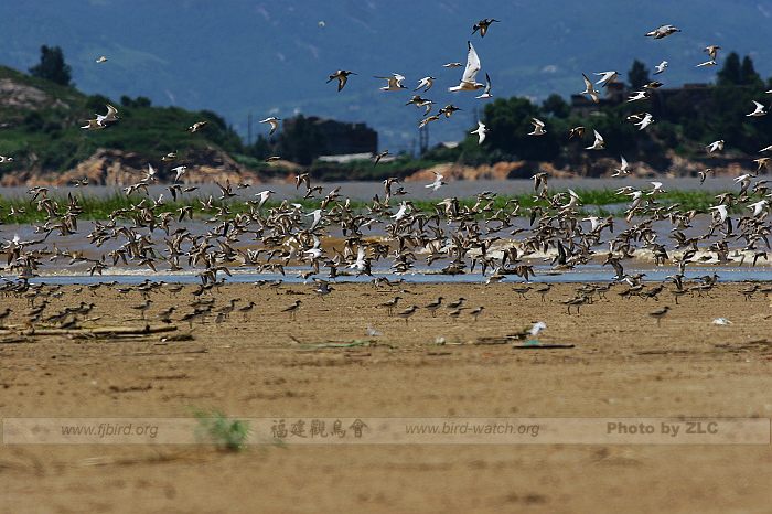 ��������̲