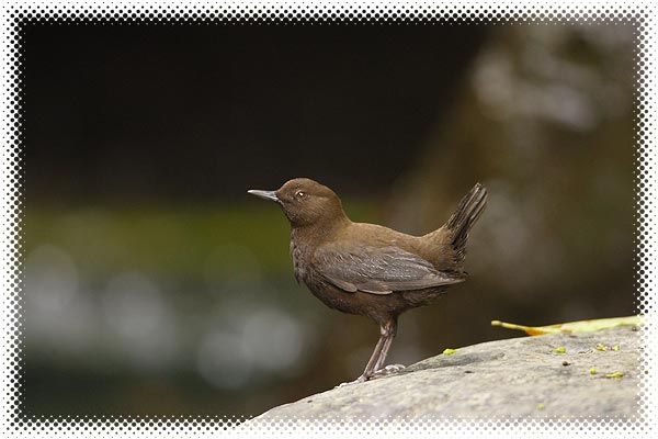 600-Ӟ-2294.jpg