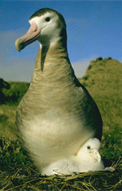 Amsterdam Albatross(rare)01.jpg