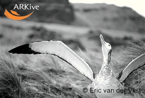 Amsterdam Albatross(rare)05.jpg