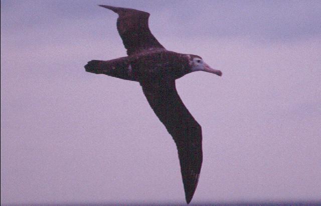 Amsterdam Albatross(rare)04.jpg