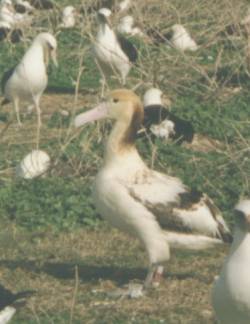 Amsterdam Albatross(rare)03.jpg