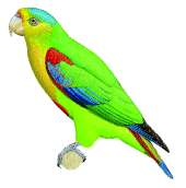 Indigo-winged Parrot(rare)01.gif