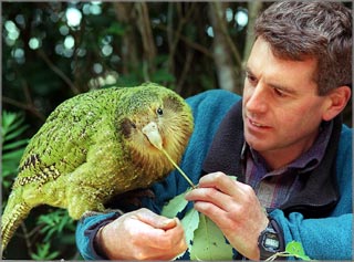 Kakaporare03.jpg
