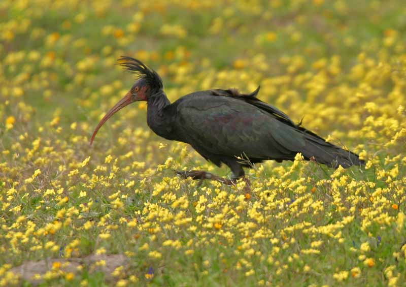 Northern Bald Ibis(rare)06.jpg