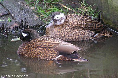 Laysan Teal Anas laysanensis(rare)03.jpg