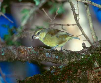 Maui Parrotbillrare02.jpg