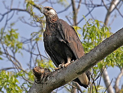 Madagascar Fish-eaglerare01.jpg