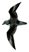 Magenta Petrel(rare)05.gif