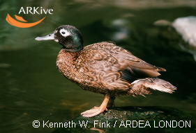 Laysan Teal Anas laysanensis(rare)05.jpg