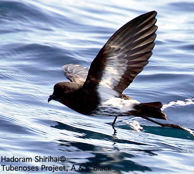 New Zealand Storm-petrel(rare)01.jpg