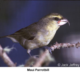 Maui Parrotbillrare01.jpg