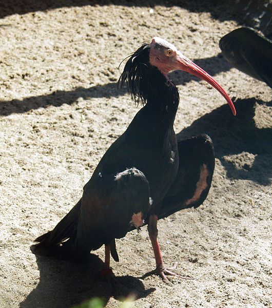 Northern Bald Ibis(rare)04.jpg