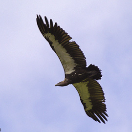 Indian Vulture Gyps indicus(rare)05.jpg