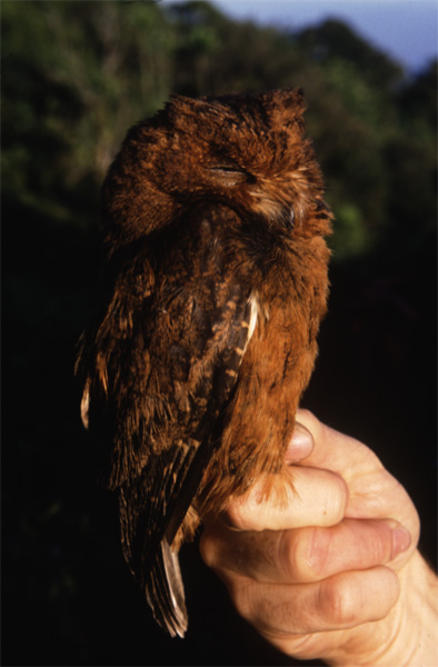 Moheli Scops-owlrare02.jpg