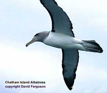Chatham Albatross(rare)05.jpg