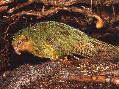 Kakaporare02.jpg