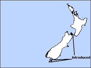Kakaporare11.gif