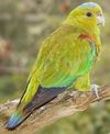 Indigo-winged Parrot(rare)05.jpg