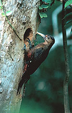 Okinawa Woodpeckerrare03.jpg