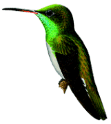 Honduran Emeraldrare02.gif