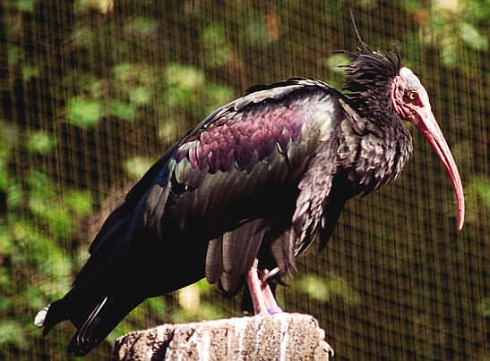 Northern Bald Ibis(rare)02.jpg