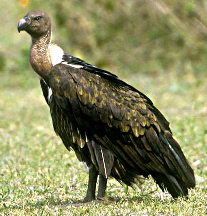 Indian Vulture Gyps indicus(rare)04.jpg