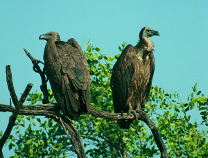Indian Vulture Gyps indicus(rare)06.jpg