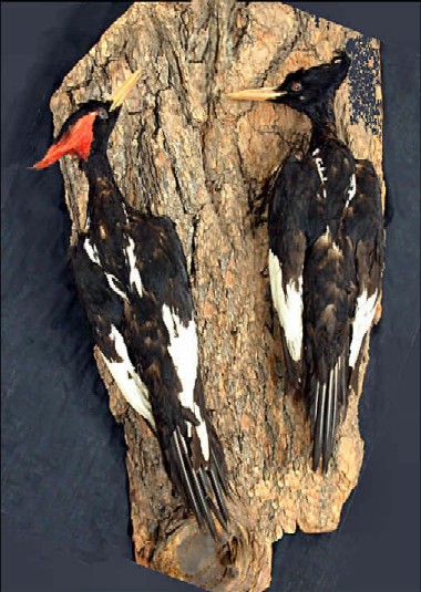 Imperial Woodpeckerrare01.jpg