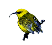 Nukupuu(rare)01.gif