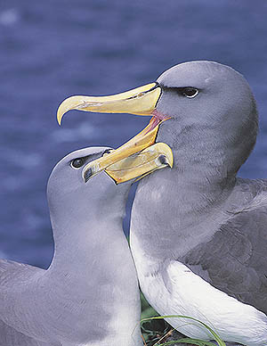 Chatham Albatross(rare)01.jpg