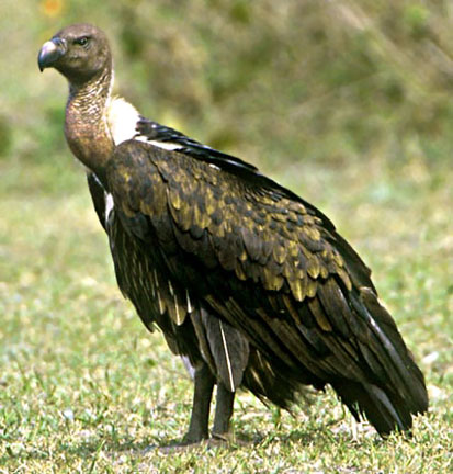 Indian Vulture Gyps indicus(rare)02.jpg