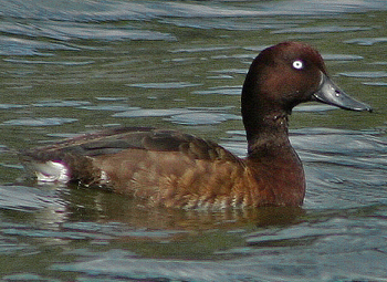 Madagascar Pochard(rare)01.jpg