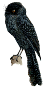 New Caledonian Owlet-nightjarrare01.gif