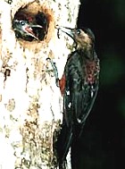 Okinawa WoodpeckerrareOT02.jpg